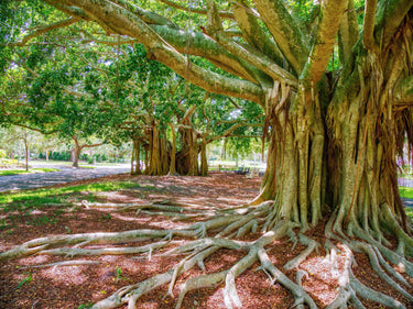 50 BANYAN / BANYAN FIG TREE East Indian Ficus Benghalensis Aerial Root Houseplant Seeds